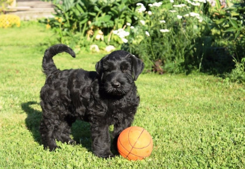 Прогулки с ризеншнауцером