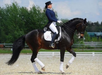 Конный спорт: виды соревнований