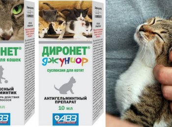 «Диронет» для кошек