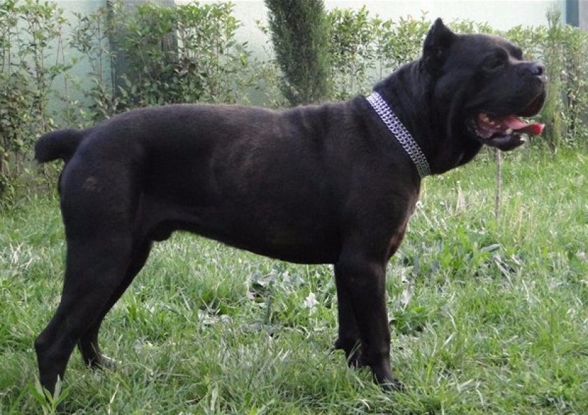 Кане-корсо Кане-корсо