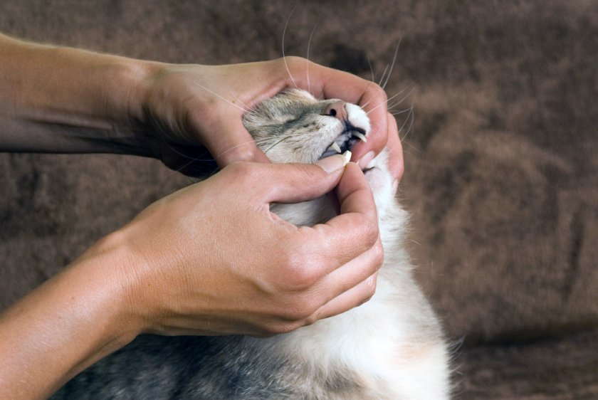 Канефрон» для кошек: инструкция по применению, дозировка, как давать, можно  ли давать коту