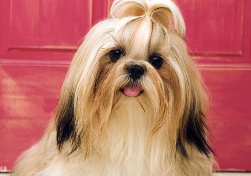 Ши тсу Ши тсу