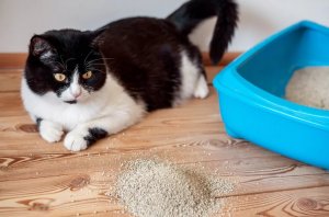 Если у котенка понос чем лечить – фталазол для кошек дозировка