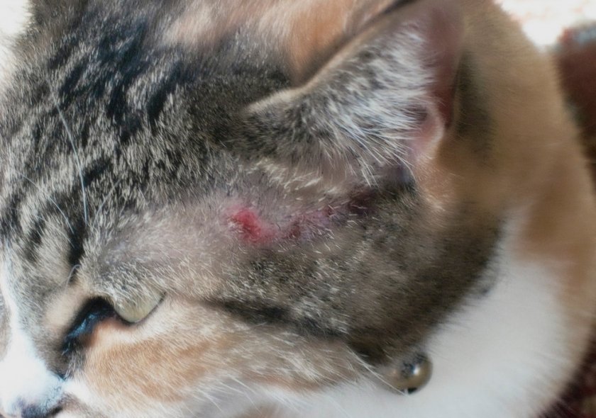 Проявления аллергии у котов