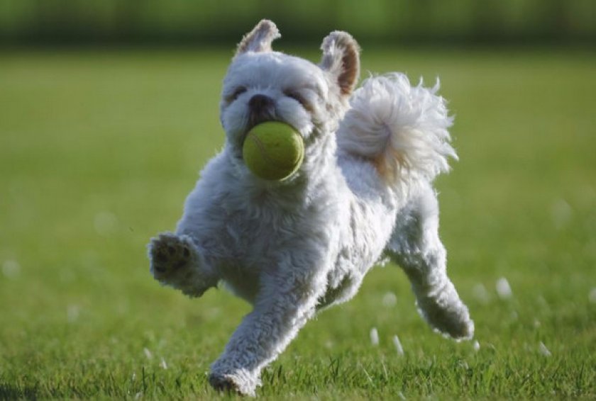 ши-тцу ши-тцу