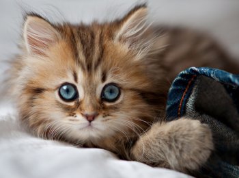 «Дехинел» для кошек