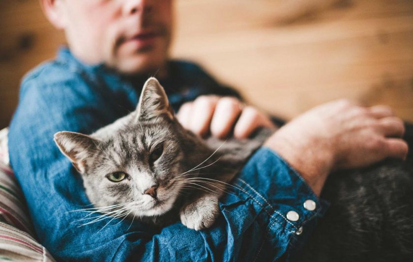 Дехинел для кошек Дехинел для кошек