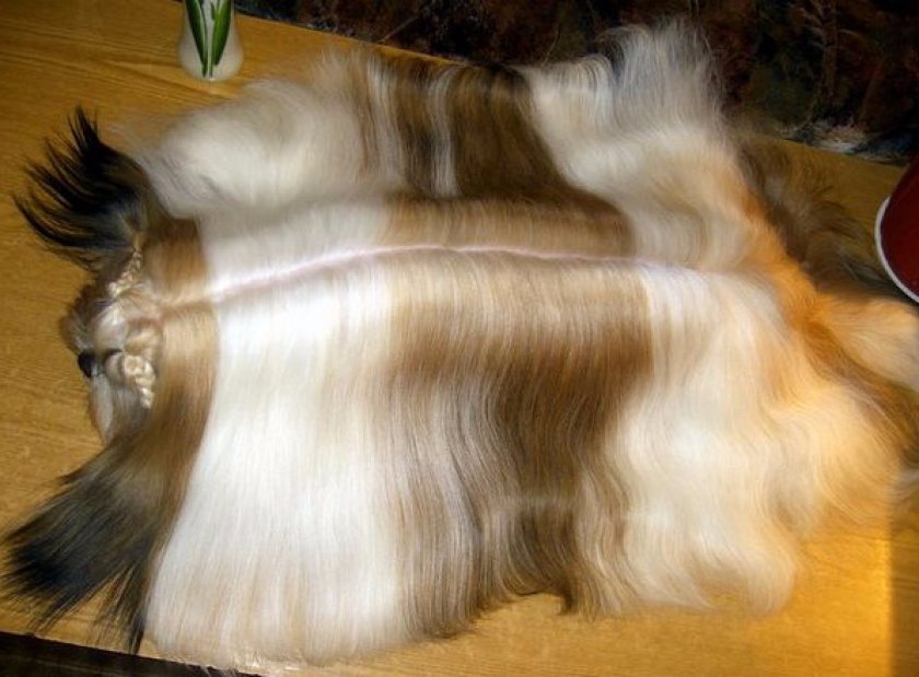 расчесывание ши тцу расчесывание ши тцу