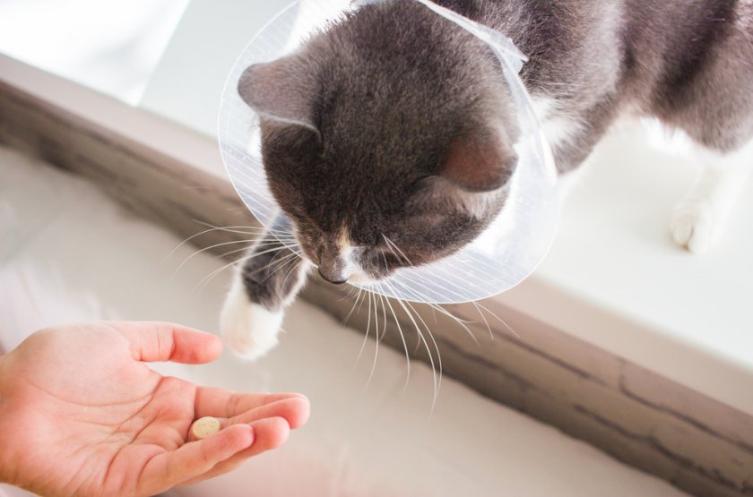 Дротаверин» для кошек: инструкция по применению, дозировка в таблетках,  можно ли давать коту, как колоть