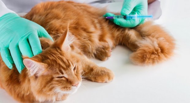 Коту делают внутримышечною инъекцию Коту делают внутримышечною инъекцию