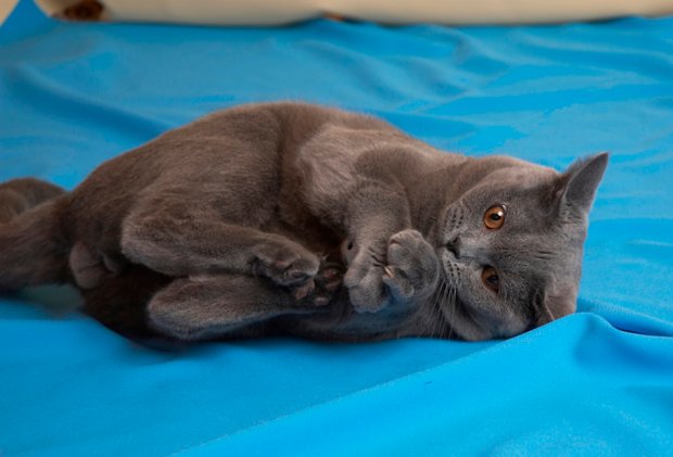 У кошки болит живот У кошки болит живот