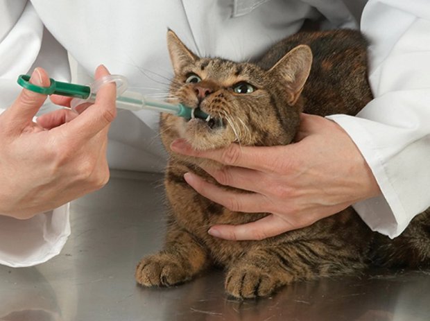 Ветеринар даёт коту лекарство из шприца Ветеринар даёт коту лекарство из шприца
