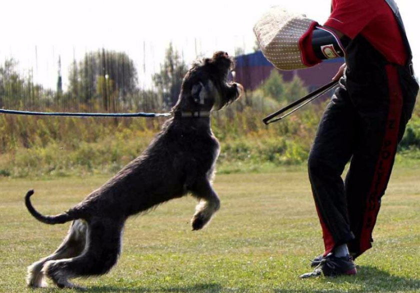 Дрессировка