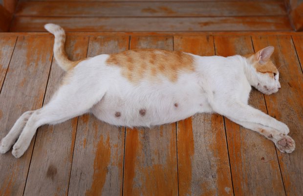 Беременная кошка Беременная кошка