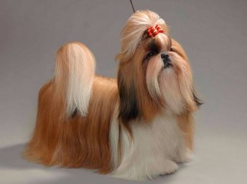 Очаровательный и веселый: условия содержания и уход за собакой ши-тцу