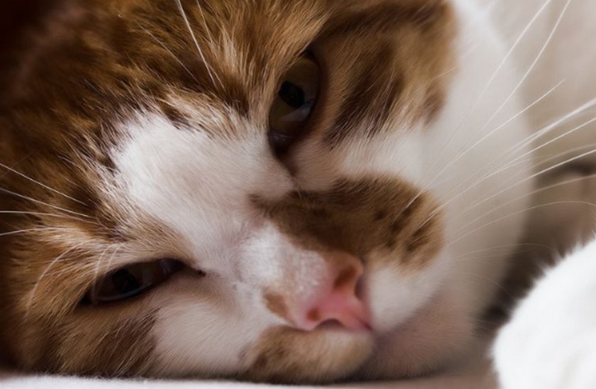 Цистон» для кошек: дозировка при цистите и мочекаменной болезни, инструкция  по применению в ветеринарии, как давать