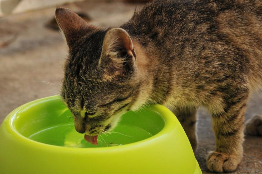 Кошка пьёт воду Кошка пьёт воду