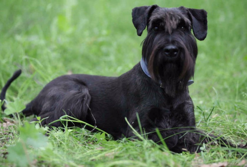 Ризеншнауцер