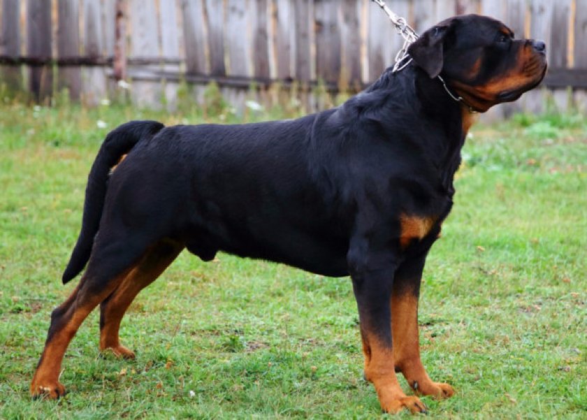 Ротвейлер Ротвейлер