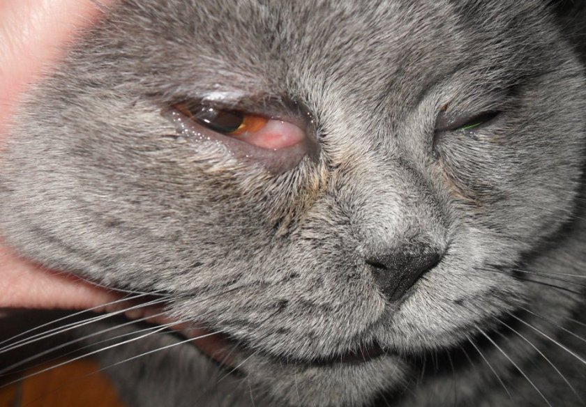 Отёк глаз у кошки