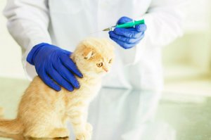 Папаверин при мочекаменной болезни у котов: спазмолитики для кошек