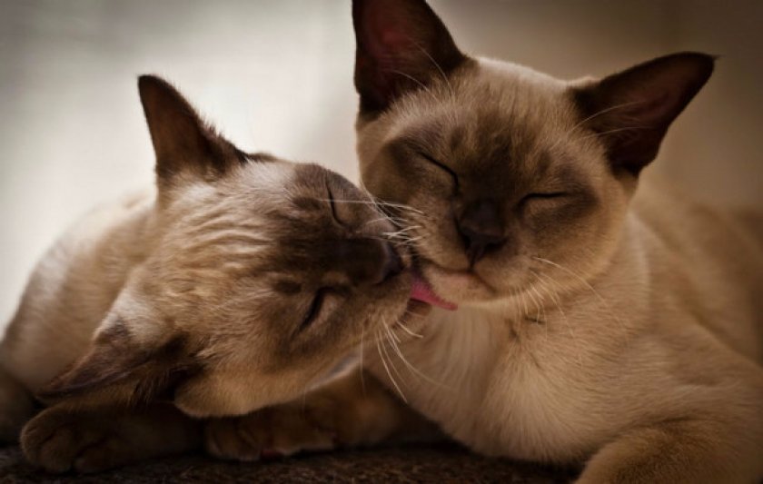 Бурманская кошка