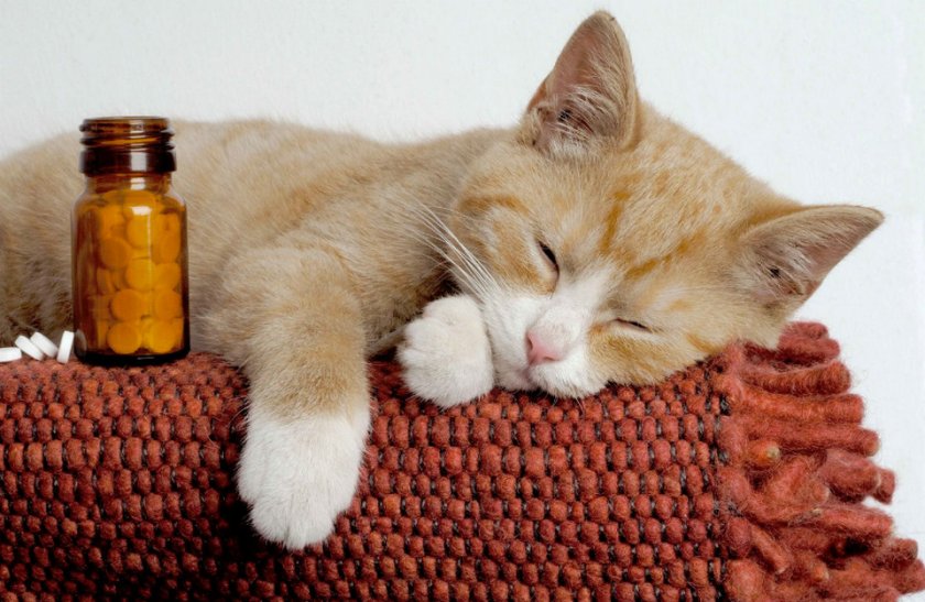 Котенок и лекарство