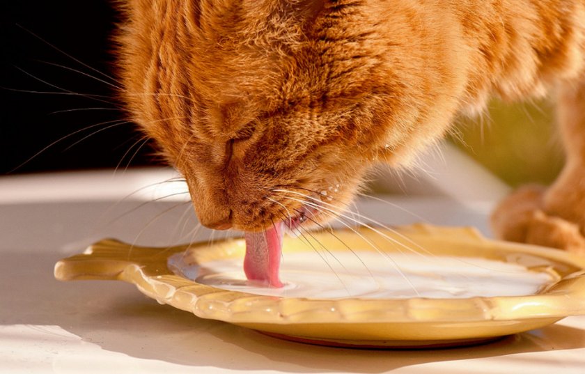 Кошка пьет молоко