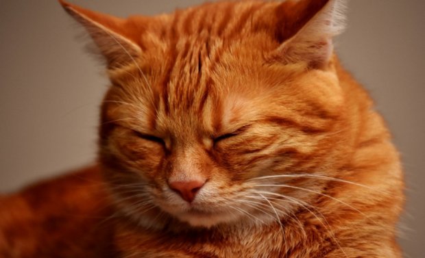 Больная кошка Больная кошка