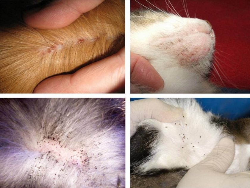 Блохи у кошки