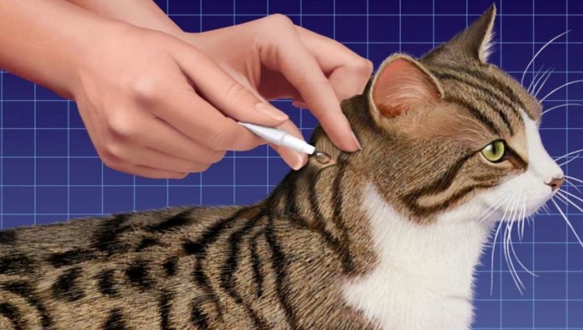 Применение капель