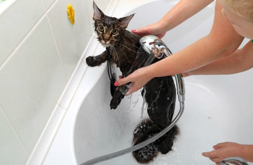 Смывание с кота препарата