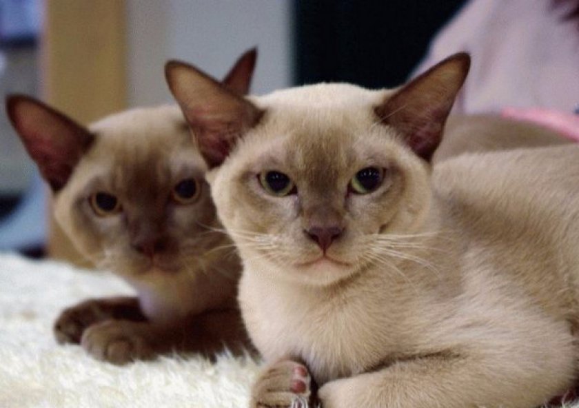 Бурманская кошка