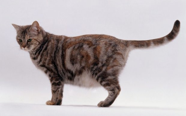 Беременная кошка Беременная кошка