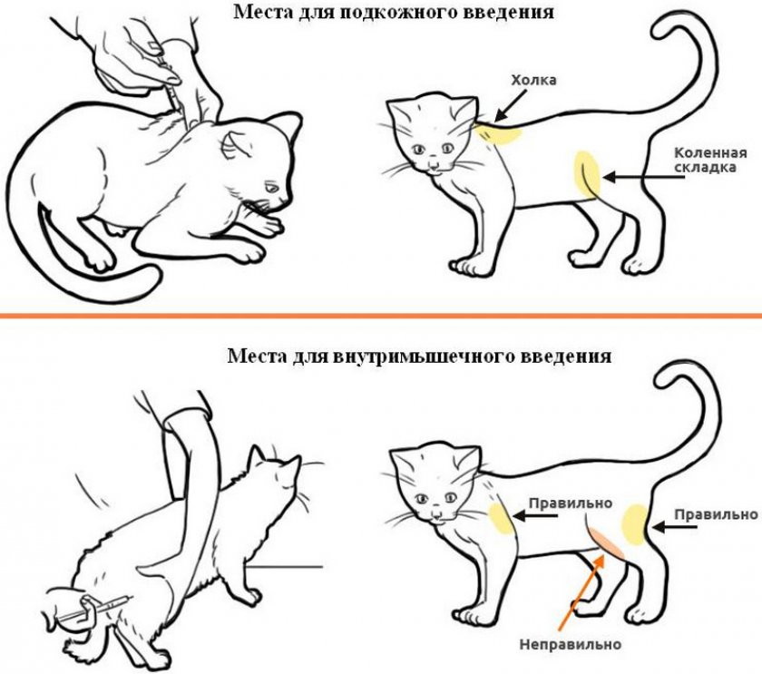 Схема вакцинации животных