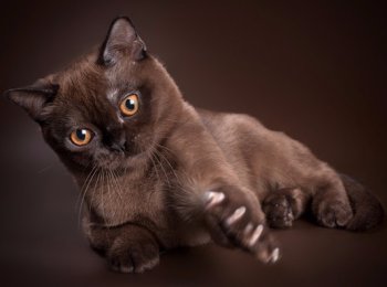 Описание бурманской кошки