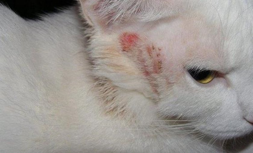 Аллергия у кошки