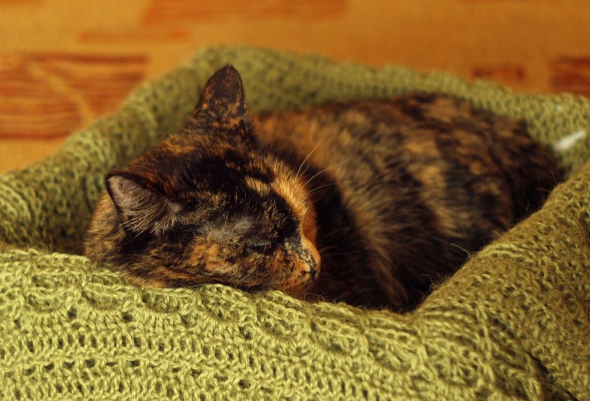 Беременная кошка