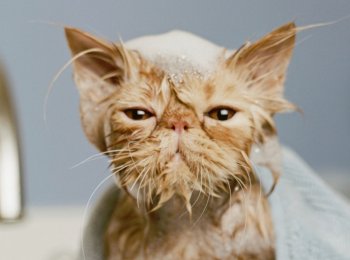 Шампунь для кошек с хлоргексидином