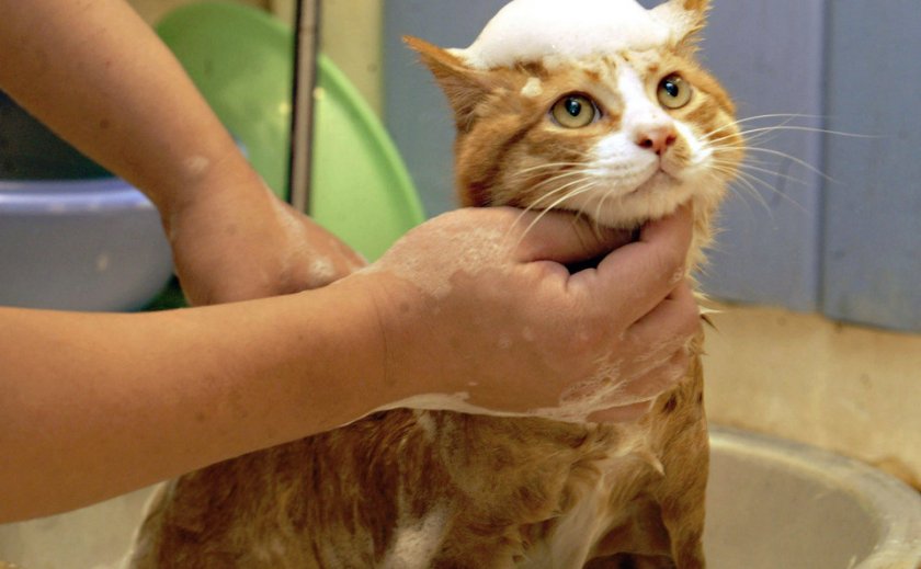 Мытье кошек