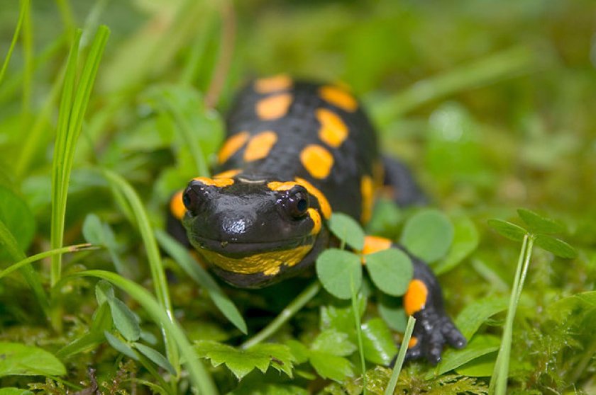 Огненная саламандра