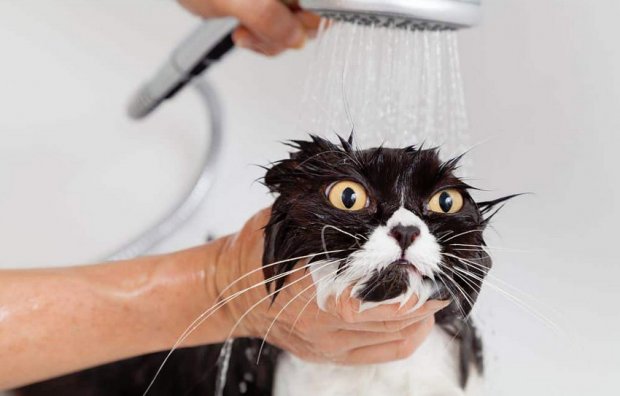 Мытье кошки Мытье кошки