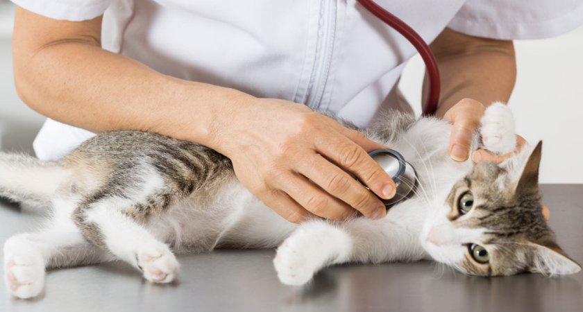 Поход кота к ветеринару Поход кота к ветеринару