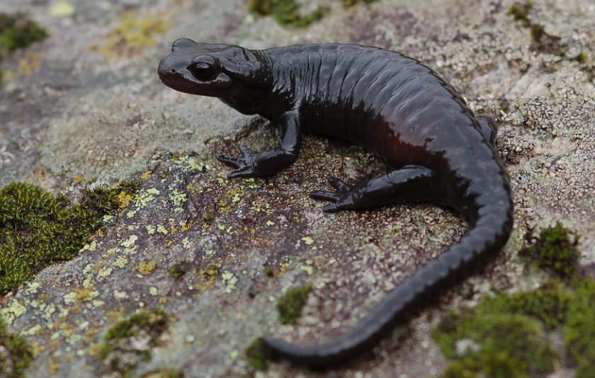 Альпийская (черная) саламандра