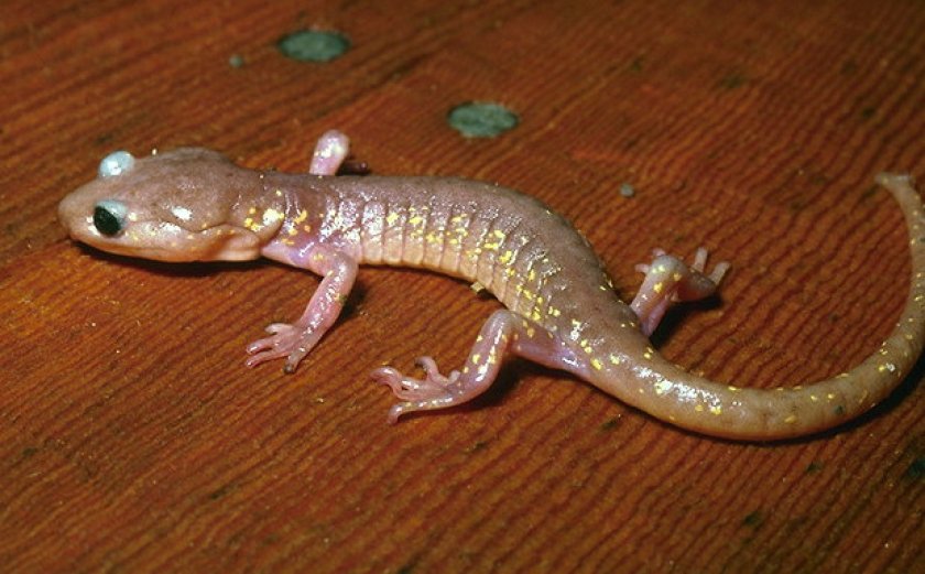 Древесная саламандра