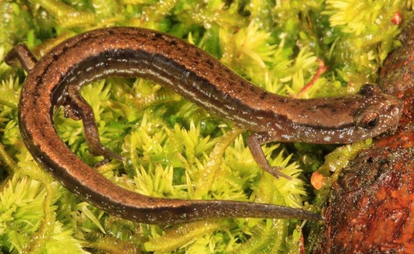 Карликовая саламандра