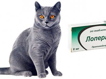 Как давать «Лоперамид» коту при расстройстве кишечника?