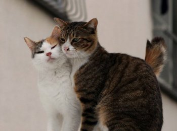 Особенности препарата «Антисекс» для кошек и котов