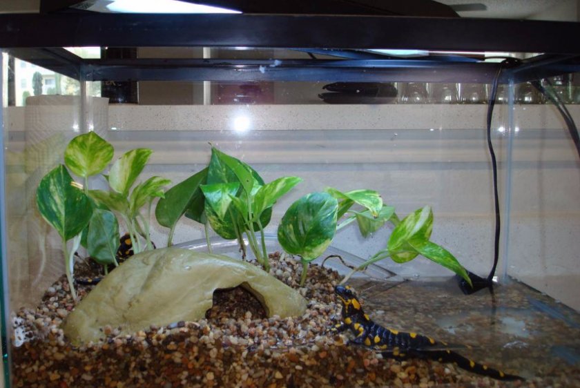 Аквариум для саламандры