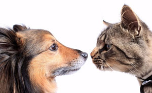 Аспергиллез у кошек и собак